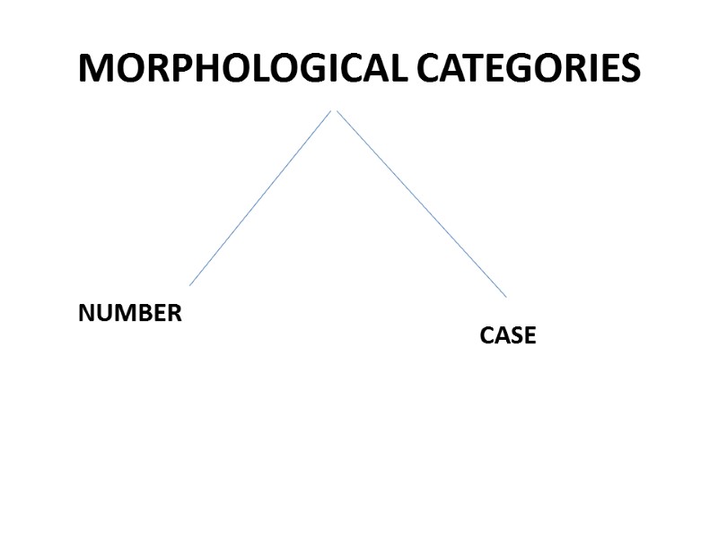 MORPHOLOGICAL CATEGORIES NUMBER CASE